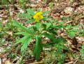 Anemonoides ranunculoides